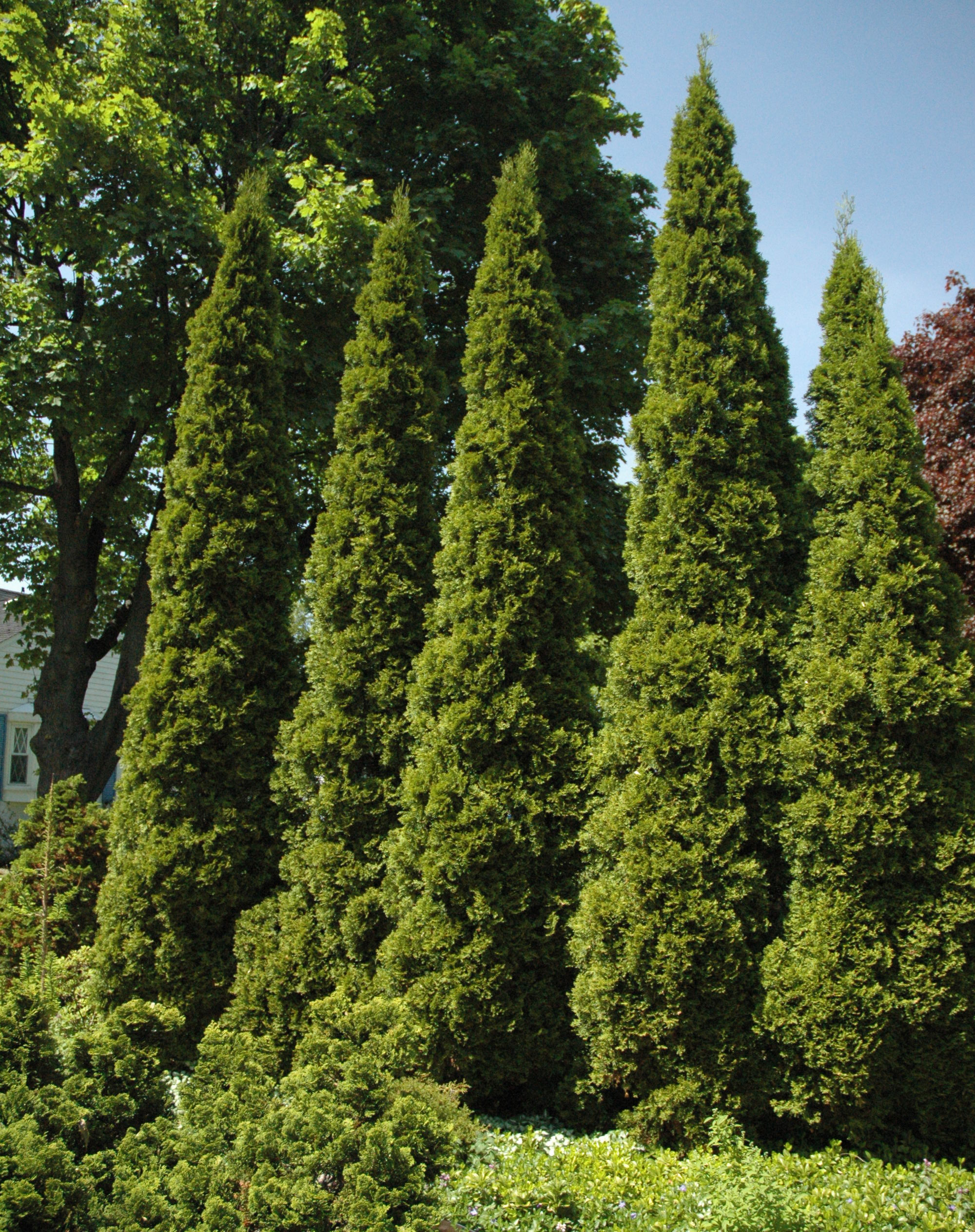 Arborvitae